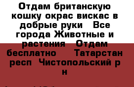 Отдам британскую кошку окрас вискас в добрые руки - Все города Животные и растения » Отдам бесплатно   . Татарстан респ.,Чистопольский р-н